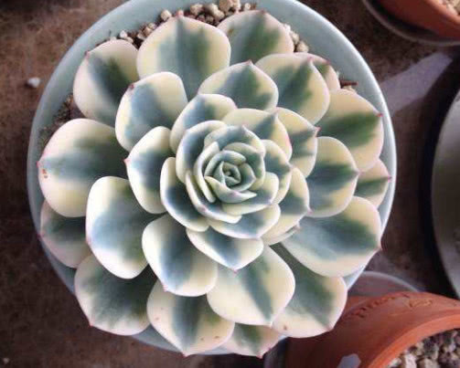 多肉玉蝶锦怎么养教你3个盆栽的小妙招，养出最惊艳的玉蝶锦