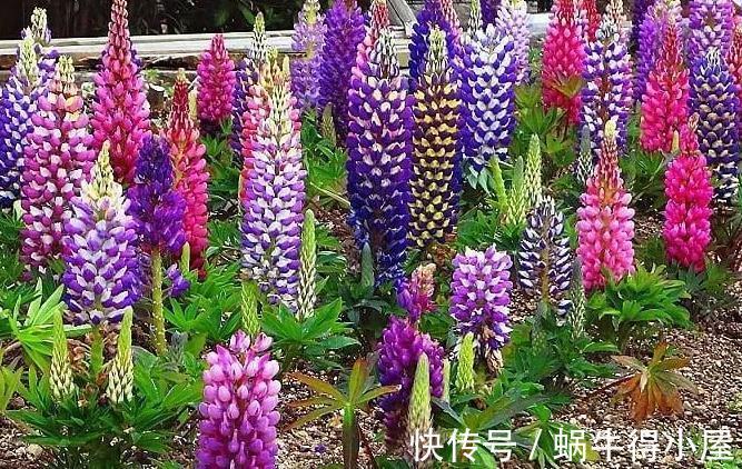 植株|花园不能没有它，鲁冰花一开成一片，五彩缤纷煞是好看