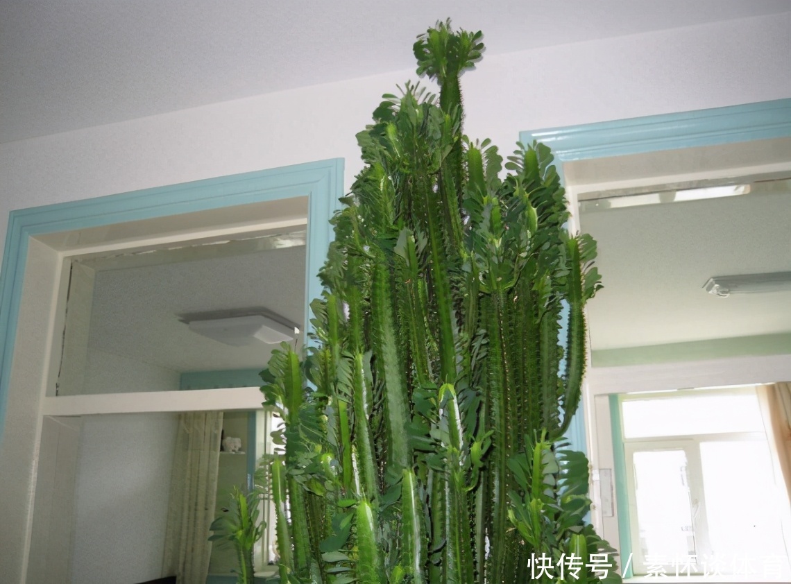 辟邪|镇宅辟邪的风水植物:龙骨,盆栽做到这些,个头猛窜、开花漂亮