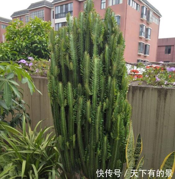 添子|3种丑的难入眼的花,养在家里能镇宅吉祥