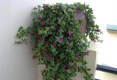 土壤|花都是浇死的1分钟学会如何判断盆土是否需要浇水了