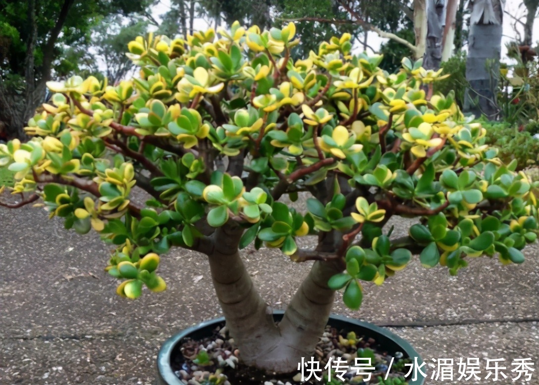 羊粪|玉树的养护“诀窍”,夏季掌握好,蹭蹭长新叶,越养越茂盛