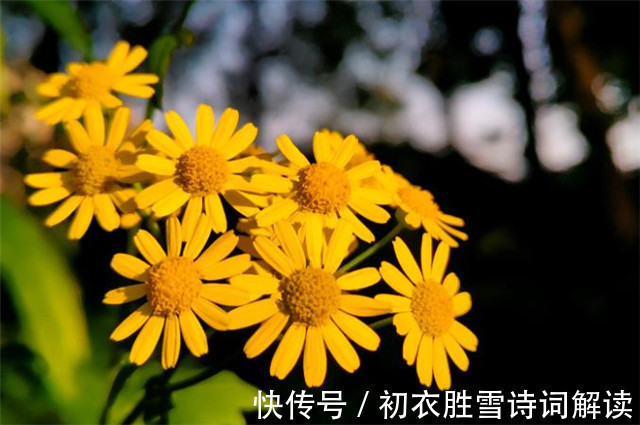 晏殊$晏几道两首重阳词赏:九日悲秋不到心,绿杯红袖趁重阳