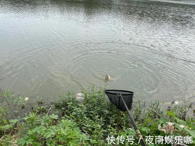 10公分还是20公分？野钓子线用多长，记住这几种情况就好