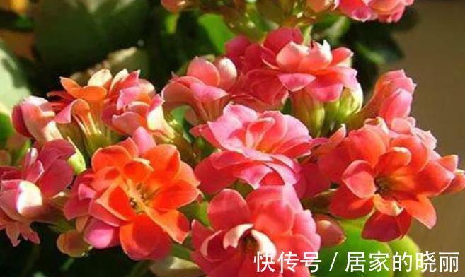 花芽|9月以后，养长寿花少做一件事，才能快速分化花芽，开出满盆花