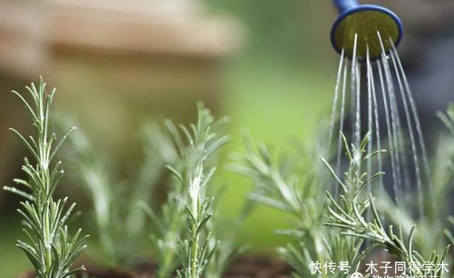 养花做好5步,新手变高手,养花不愁!