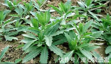 牛舌头|农村常见的“牛舌头”,以前被人嫌弃,现在却被当成“宝贝”!