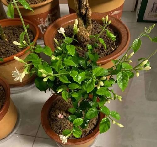 栀子茉莉花用醋养一养，叶子绿，花朵多，气味香