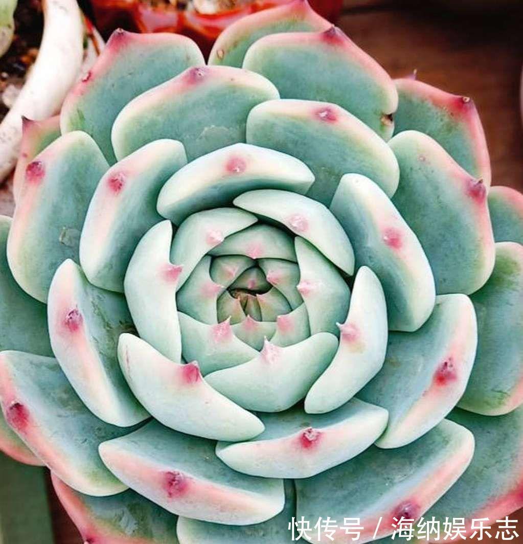 耐旱|4种多肉最适合懒人养,叶子厚实难徒长,养到就是赚到!