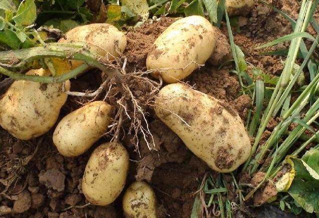 农村|几种农村的食物,你认识吗没见过的肯定不是农村人!