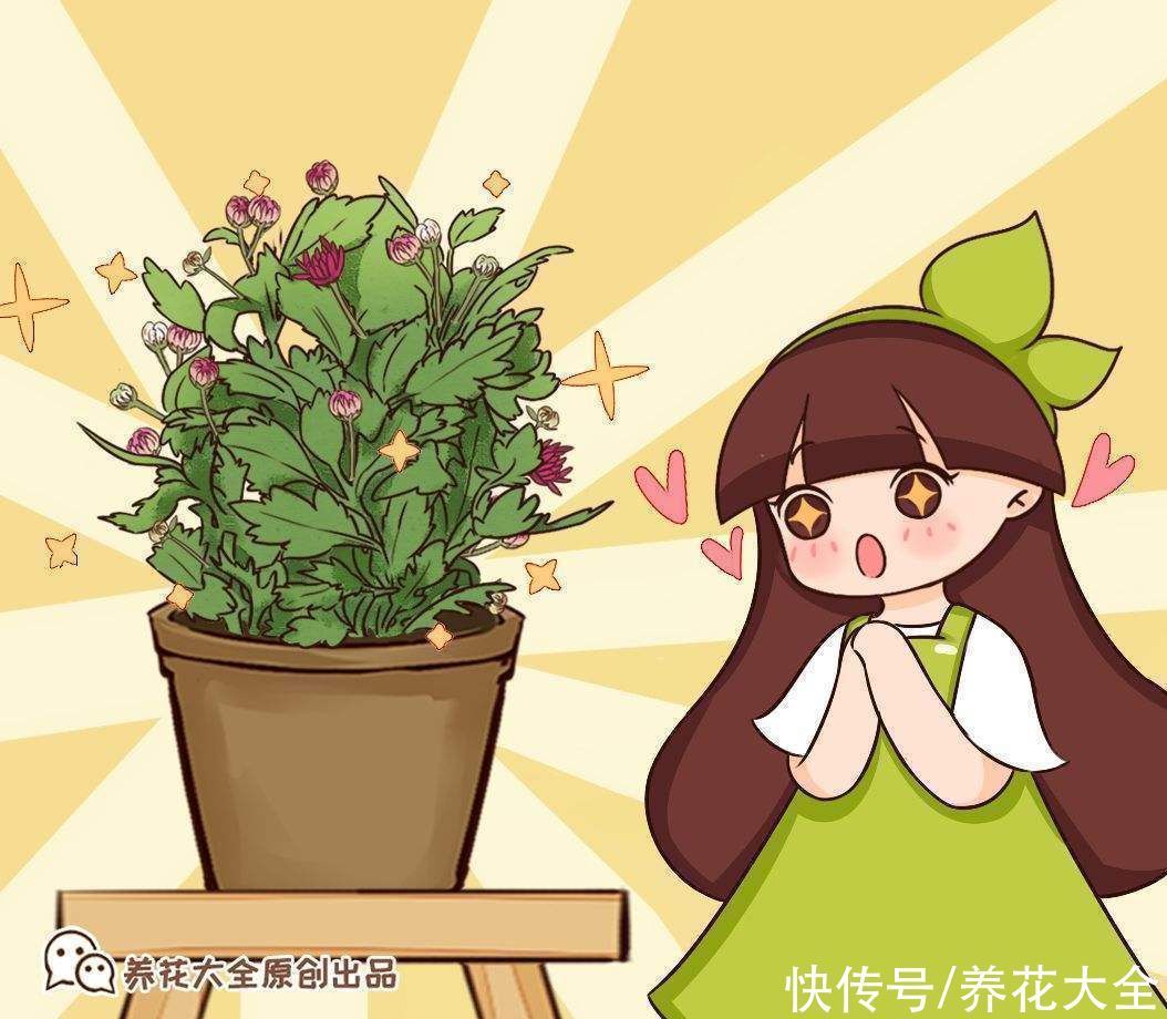 小技巧|花店老板绝不外传的5个养花小技巧,简单实用,轻松成为养花高手