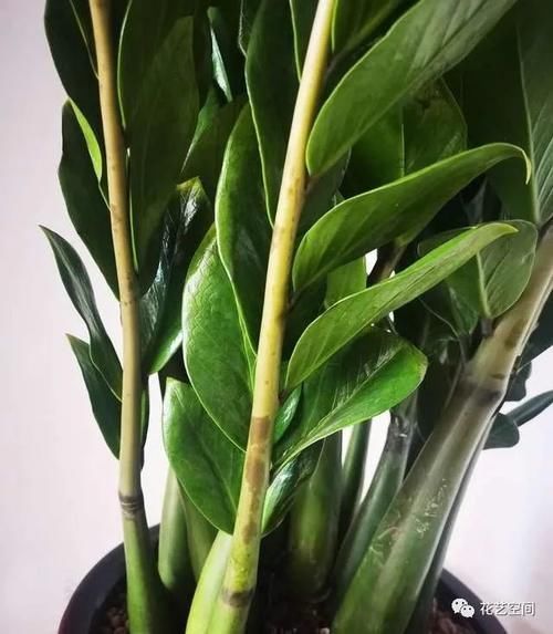 这三种花，好看好养，又旺财旺运，家里放多少盆都不嫌多