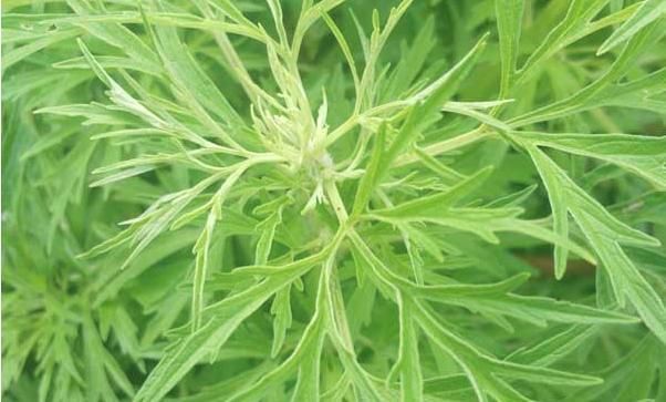 农村常见的一种野草,专门为“腰间盘突出”而生,早知早受益