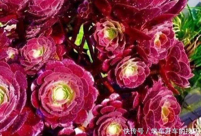 多肉法师想“爆头”不用砍刀,3个方法不露痕迹,变成“伪老桩”!