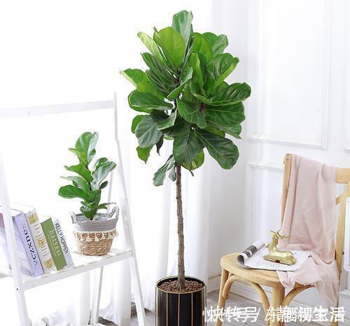 长势|4种花,皮实好养又大气,摆在客厅上档次,有品位的人都养了