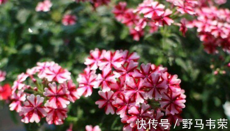 几款小花,便宜又好养,花开香飘溢满屋,超温馨的