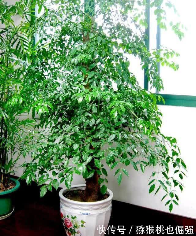 香雪兰|鲜花家里放,花旺“人不旺”,养花4个坑,人不健康,家不旺