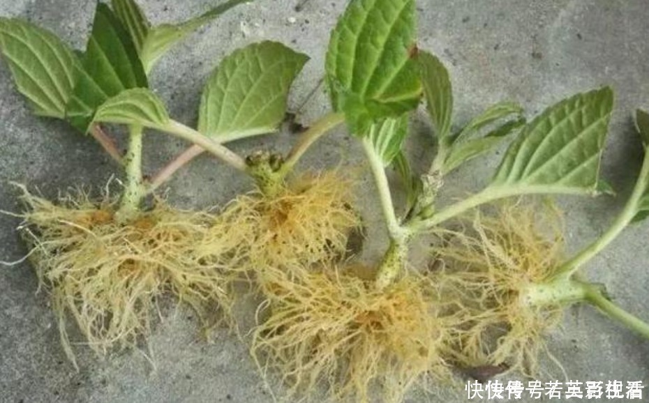 阿司匹林|家家都有的“生根水”，不花1分钱，扦插花卉7天生白根，特好用！