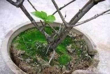 土壤|盆土变硬如“石头”，不用换盆，浇这“2种水”，比新土还松软