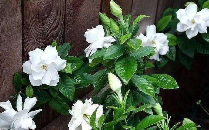 家中养殖四种花，老花匠教你几招，掐个枝条，不久开花并爆盆