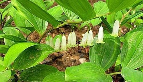 大山|大山里的宝贝,嫩叶是菜,根是汤也是药,若在山上偶遇,便是福气