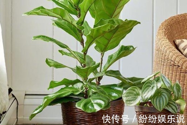 提琴形|家里种上三种花,名字吉利寓意吉祥,想不到比发财树强十倍