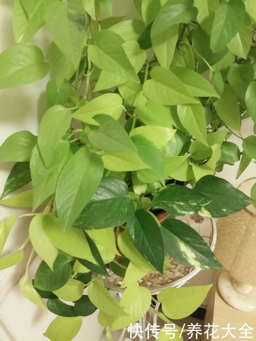 油画|9种叶子花比花还美,叶子像油画,还特耐阴