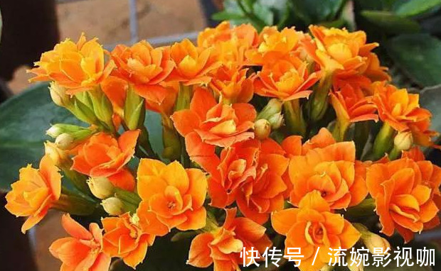 君子兰肥|君子兰肥到流油,长寿花开不断,原来他用了这个小方法!