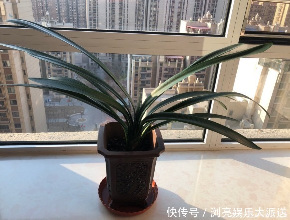 花友|君子兰养了10年不开花,就是这个原因,看完就明白了!