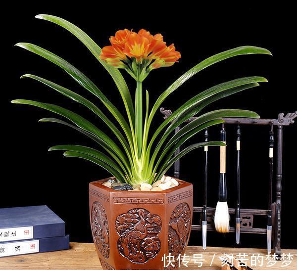 初秋养君子兰,几个错误不要犯,你注意了吗