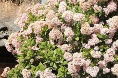 发财树|“6种旺财花”,房子小也要养1盆,开花更是好兆头,富贵吉祥