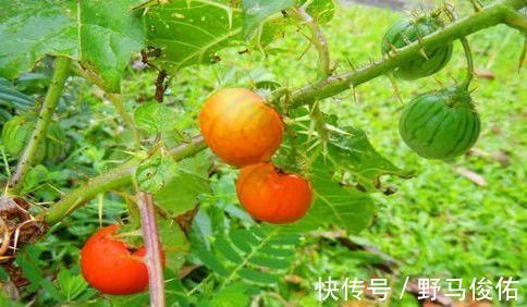 维生素c|女性到了中年,学会吃几种食物,美容抗衰,祛皱养颜,滋补身体