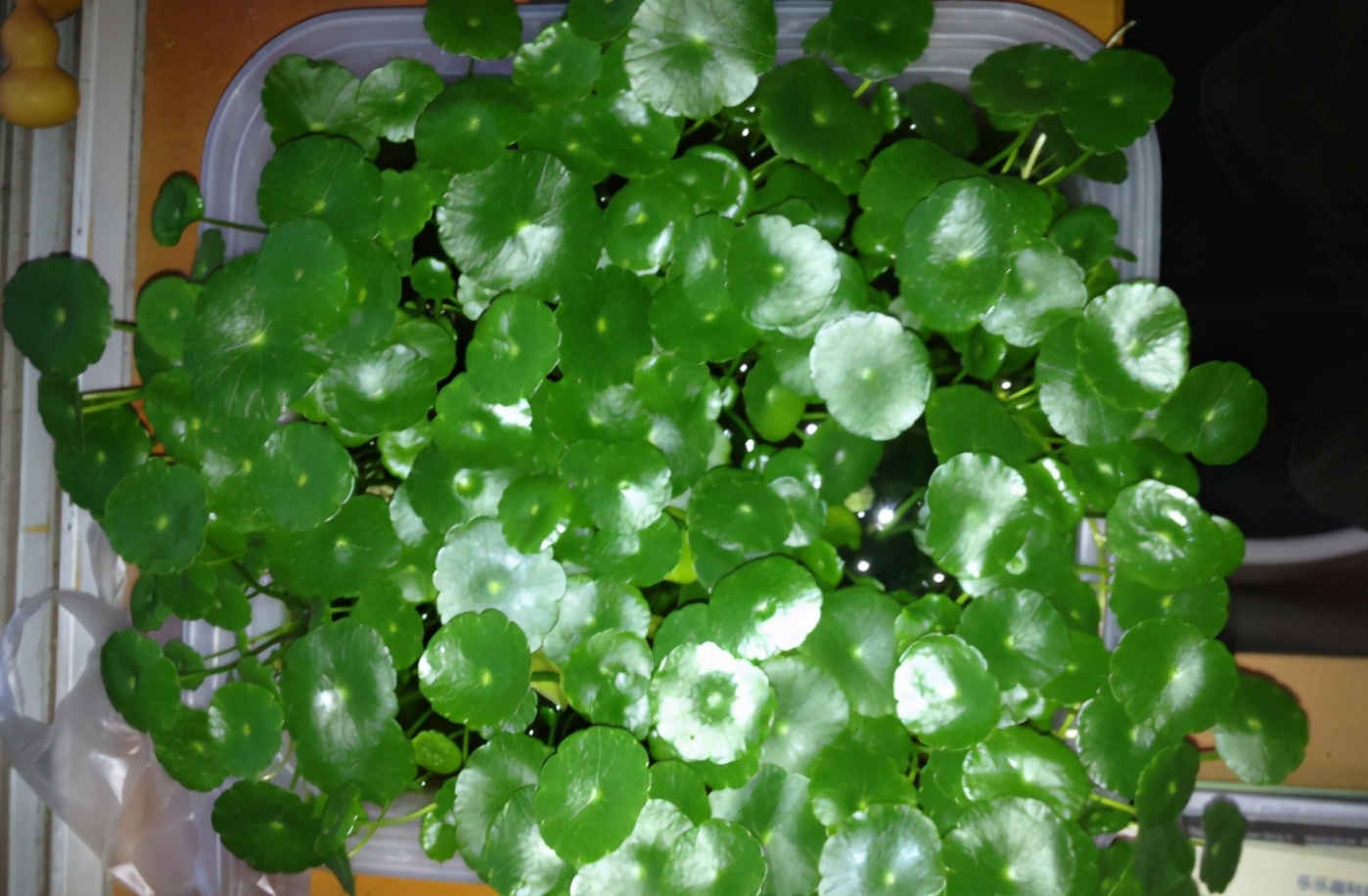 绿植|家家养绿萝，腻味！不如养这3种，好活、颜值高、净化效果不错