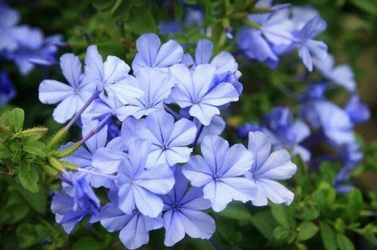 夏天花都蔫了不妨试试这5款小花,年年开花不断,花色多又艳