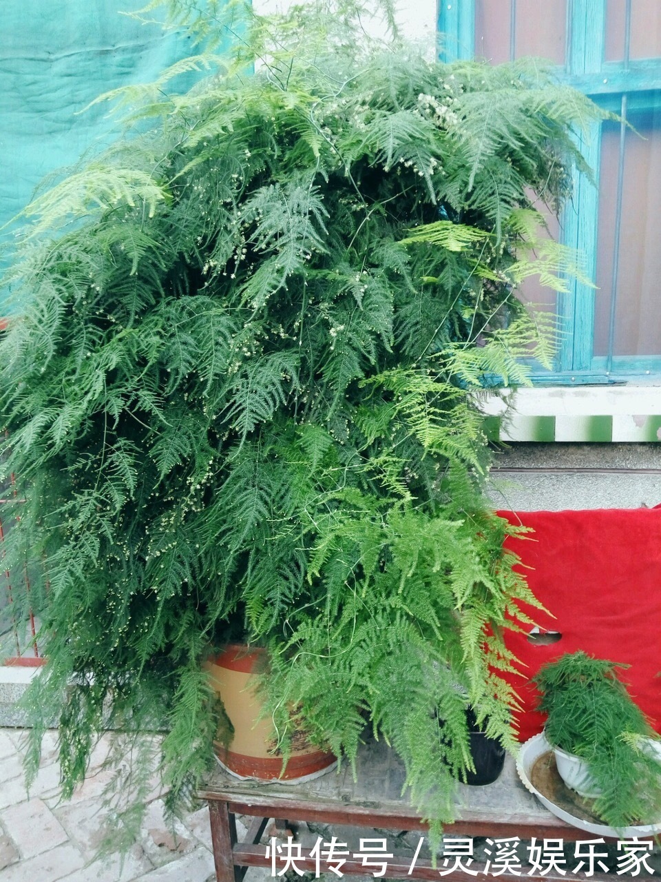 植株|张大爷家文竹养6年，长到1米5，变成粗壮、翠绿盆栽，年年开花