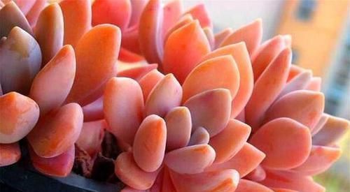 丰满|多肉界里,美人如云,个个丰满剔透,你认识几个美人