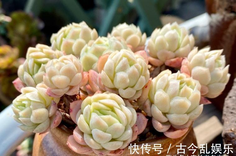 多肉冰梅最适合露养，快让它去室外沐浴日光，等冬天美得不可方物