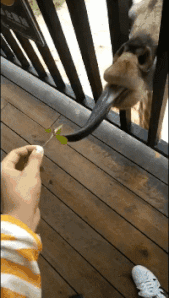 |搞笑GIF:像泥鳅一样的舌头,好长啊