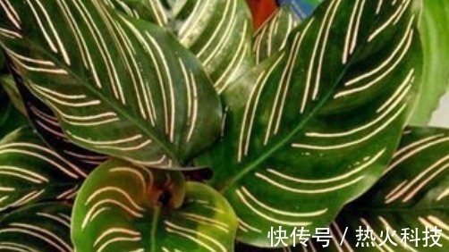 这3种花最怕阳光，越阴凉越生长的旺！阳光晒反而活不长