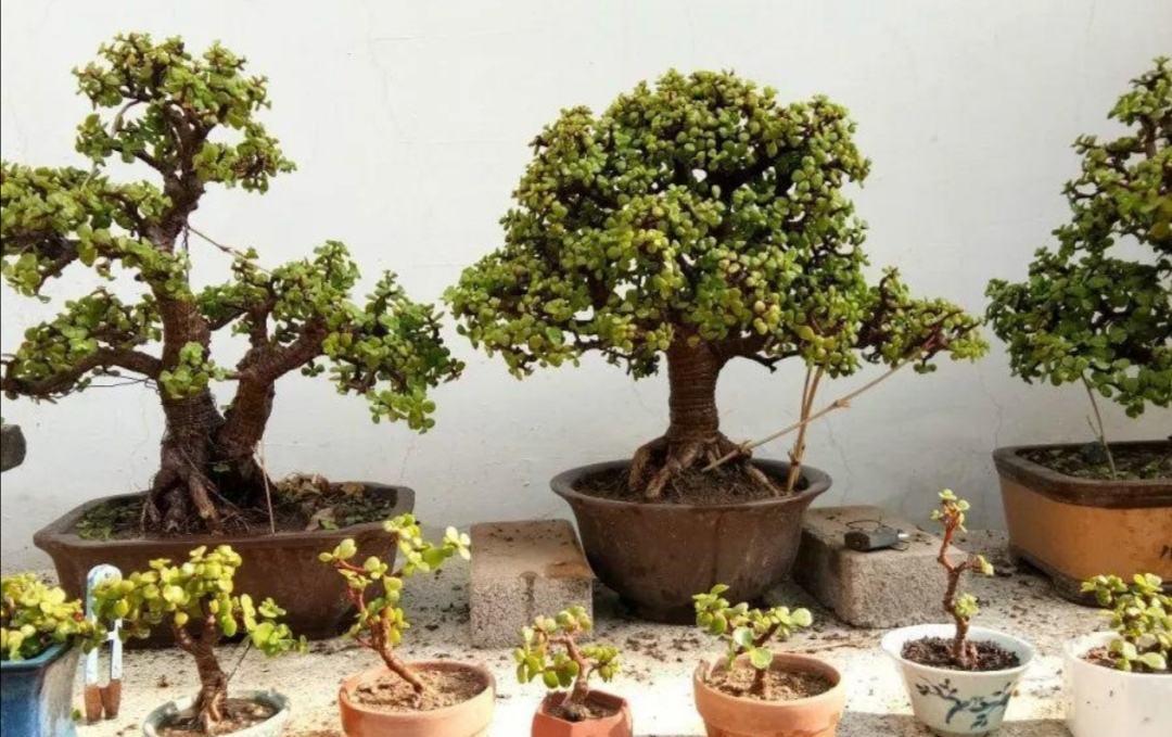 公认好养的“五种花”,漂亮又大气,还能养成老桩,越养越有价值