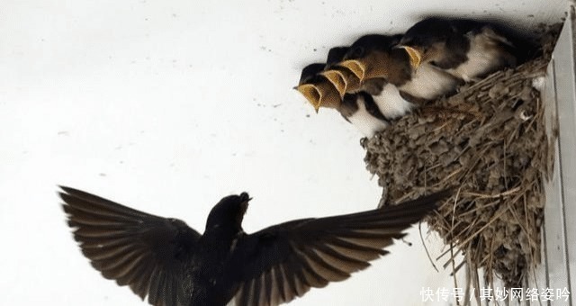 夜猫|俗语:“夜猫不进无病家,燕子不入苦寒门”,古人智慧让人佩服