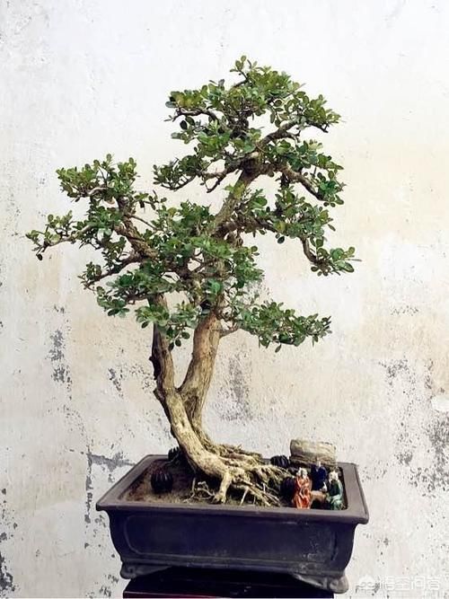 几年前别人送的盆景,让父母养成大树了,现在想把它养回盆景,可以吗?该怎么做呢?