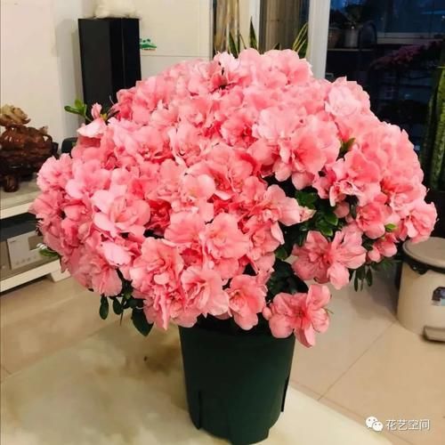 蟹爪兰，长寿花，杜鹃花败之后，赶紧做2步，不久又可以爆花啦