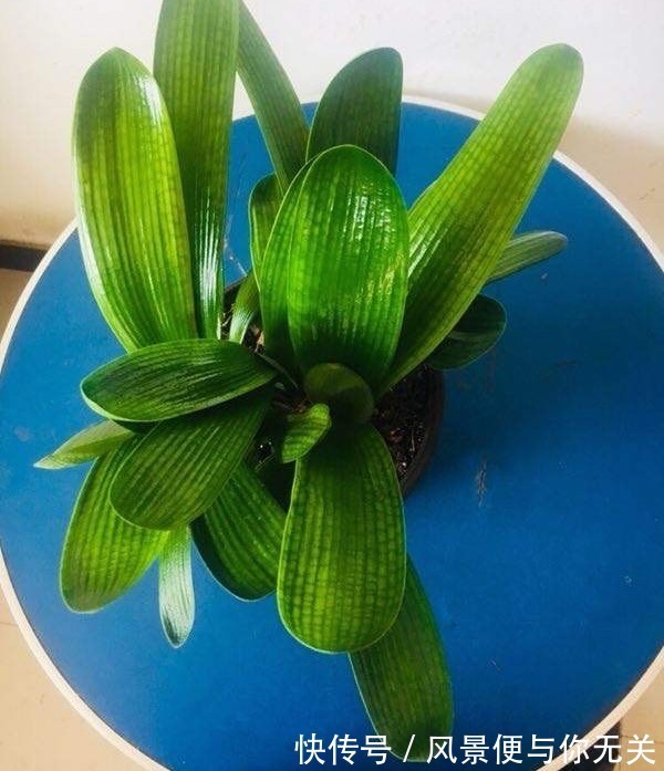 如何挑选君子兰优质君子兰有明显的“特点”，花大色艳叶片美