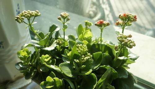 徒长|3种花,不能让它长成高个子,一长高就剪,越剪越值钱