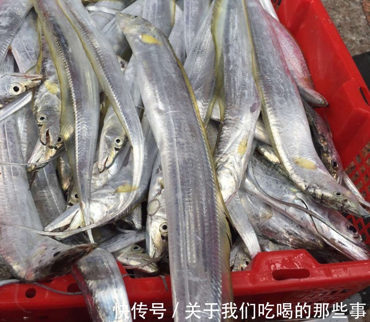 都是带鱼，为啥有的一斤10元，有的300元？老渔民告诉你差在哪儿