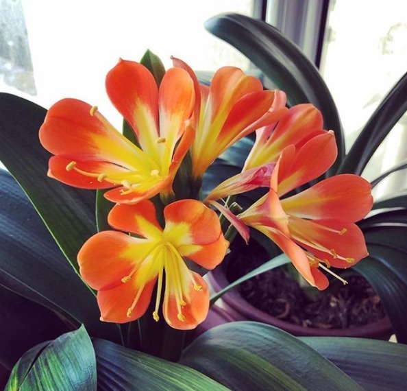 养君子兰,花盆里埋上两种东西,不花钱肥效好,花开艳丽