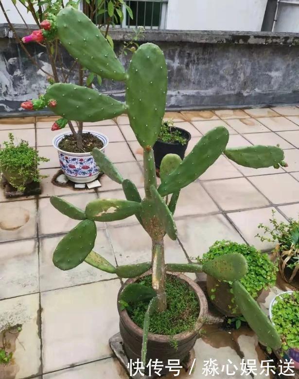 这3款植物虽其貌不扬，室内盆栽，却能让家里变成“天然氧吧”