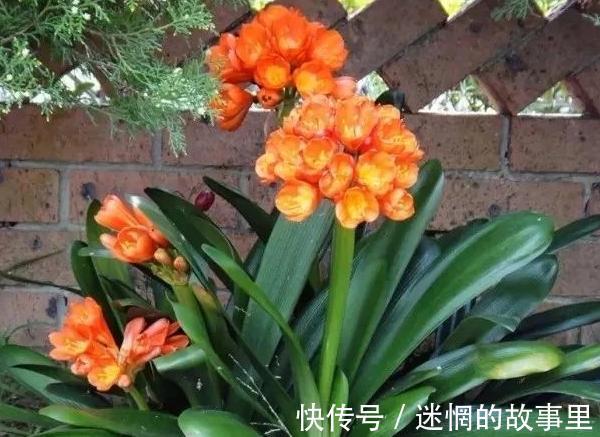 盆栽君子兰浇水贯彻12字真言，肉质根越长越健壮、花越开越多