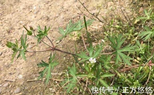 风湿疼痛|这种野草,以前常被当做杂草,殊不知,它是治疗风湿疼痛的良药!